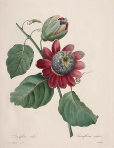 Val av de vackraste blommorna... vackraste frukterna: Passiflore ailee, 1827. av Pierre Joseph Redouté