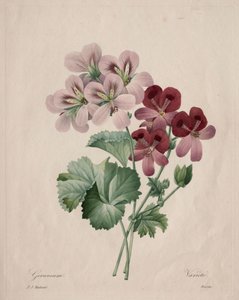 Pelargon, 1827. av Pierre Joseph Redouté