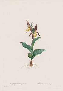 Les Liliacées: Cypripedium sko, 1802-1816. av Pierre Joseph Redouté