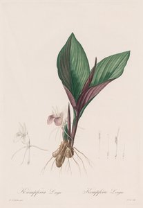 Les Liliacées: Kaempferia longa, 1802-1816. av Pierre Joseph Redouté