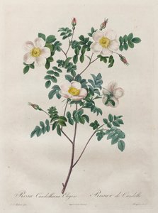Les Roses: Rosa Candolleana Elegans, 1817-1824. av Pierre Joseph Redouté