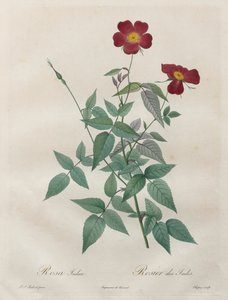 Les Roses: Rosa indica, 1817-1824. av Pierre Joseph Redouté