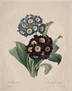 Primula auricula, 1827. av Pierre Joseph Redouté