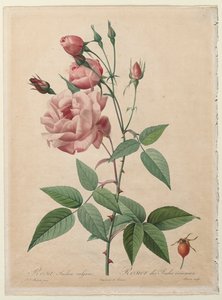 Die Rosen: China- oder Bengalrose, 1817-1824 von Pierre Joseph Redouté