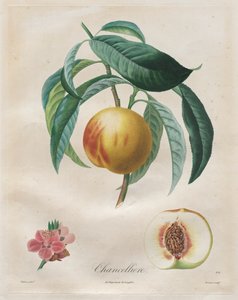 Fördrag om fruktträd: Kansler, 1808-1835.