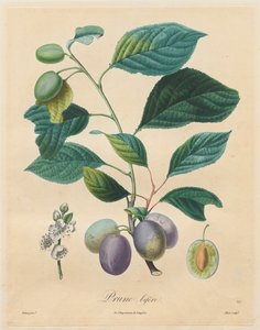Avhandling om fruktträd: Prune bifère, 1808-1835.