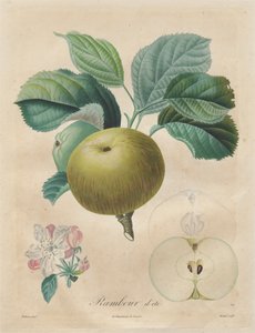 Avhandling om fruktträd: Summer Rambour