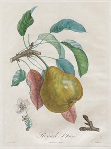 Avhandling om fruktträd: Winter Royal