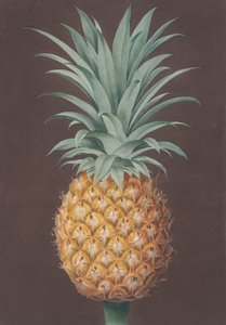 Den slätbladiga gröna antiguafuren, 1807. av Henri Merke