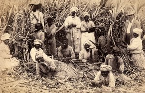Sockerrörsskärare, Jamaica av Henri S. Duperly