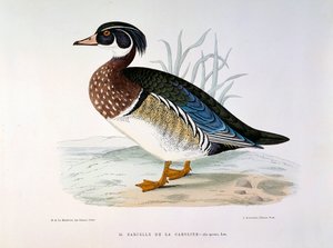 Representation av en krickanka av Caroline Plate av H. Blanchere av Henri de la Blanchere