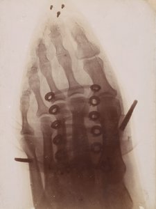Foten genom skon, 1896. av Henri van Heurck