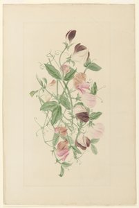 Söta ärtor av Henrietta Benson Homer