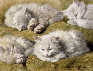 Studier av en långhårig vit katt, 1896