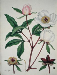 Paeonia Albiflora, från 
