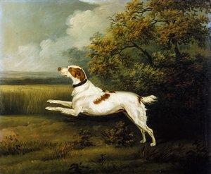 En Springer Spaniel i ett landskap