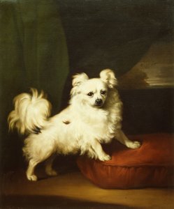 Hennes favorit, en vit papillon som står på en kudde