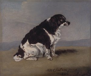 Hertiginnan av Yorks spaniel