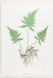Ormbunkar i Storbritannien och Irland: Polypodium Phegopteris av Henry Bradbury