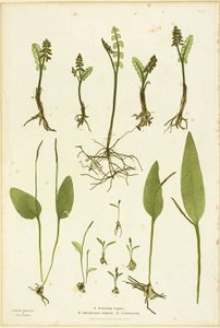 Naturtryck av ormbunkar med månört och huggormstunga, plansch 51 från The Ferns of Great Britain and Ireland av Henry Bradbury