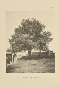 Nässelträdet, Lowell av Henry Brooks