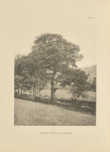 Society Oak, Charlemont av Henry Brooks