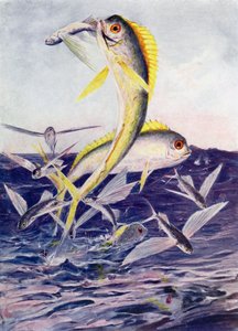 Flygande fiskar attackerade av Henry Charles Seppings Wright