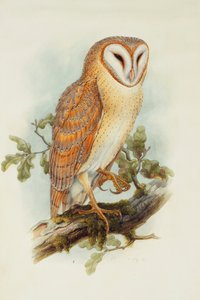 Tornuggla,
