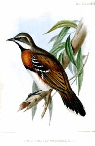 CinclosomaCastaneothoraxRichter av Henry Constantine Richter