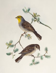 Emberiza cinerea, från Birds of Asia