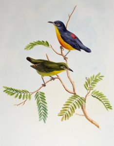 Orange-bukad blommacka (Dicaeum trigonostigma), från Birds of Asia