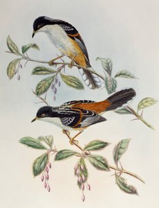 Rufous-backed Sibia (Heterophasia annectans), från Birds of Asia