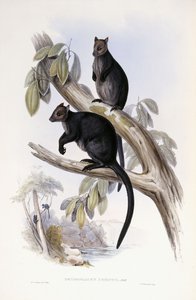 Trädkänguru