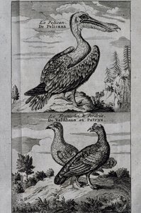 Pelican, Hassel ripa och Partridge, gravyr från Voyage made to Hudson