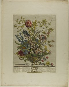 Februari, från Twelve Months of Flowers av Henry Fletcher
