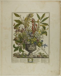 Januari, från Tolv månader av blommor