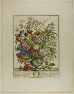 Juli, från Tolv månader av blommor av Henry Fletcher