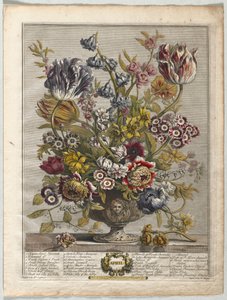 Tolv månaders blommor: april 1730.