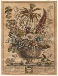 Tolv månaders blommor: december av Henry Fletcher
