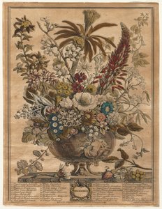 Tolv månaders blommor: december 1730.