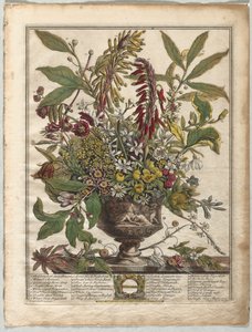 Tolv månaders blommor: januari