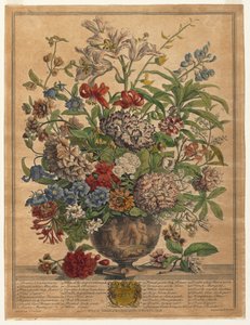 Tolv månaders blommor: juli 1730.