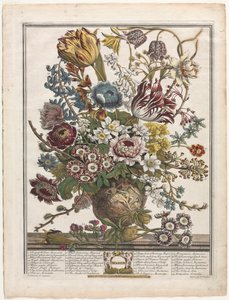 Tolv månaders blommor: mars 1730.
