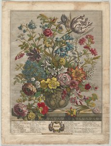 Tolv månaders blommor: maj