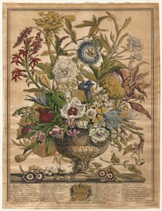 Tolv månaders blommor: september 1730.