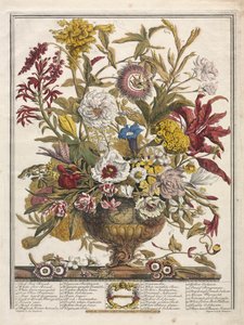 Tolv månaders blommor: september 1730.