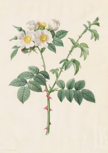 Brier Bush Rose eller Dog Rose (Rosa Leucantha)