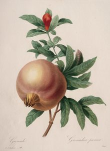 Val av de vackraste blommorna...vackraste frukterna: Granatäpple