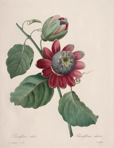 Val av de vackraste blommorna...vackraste frukterna: Passiflore ailee av Henry Joseph Redouté