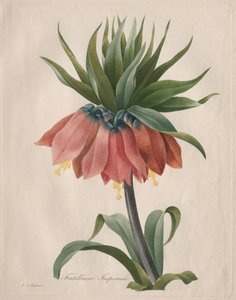 Crown Imperial Fritillary av Henry Joseph Redouté